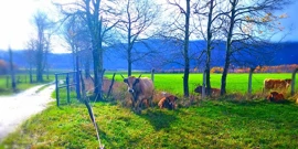 Na farmi Lužak odvija se ekološki uzgoj mesnih goveda (Foto: Nenad Lučić / HRT Radio Rijeka), Foto: -/-