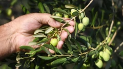 Unatoč cijeni hrvatsko maslinovo ulje i dalje među najboljima na svijetu