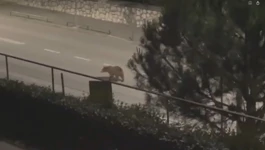 Zalutali medvjed odstrijeljen u Kostreni