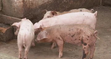 Širenje afričke svinjske kuge