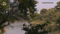 Europska Amazona