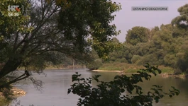 Europska Amazona