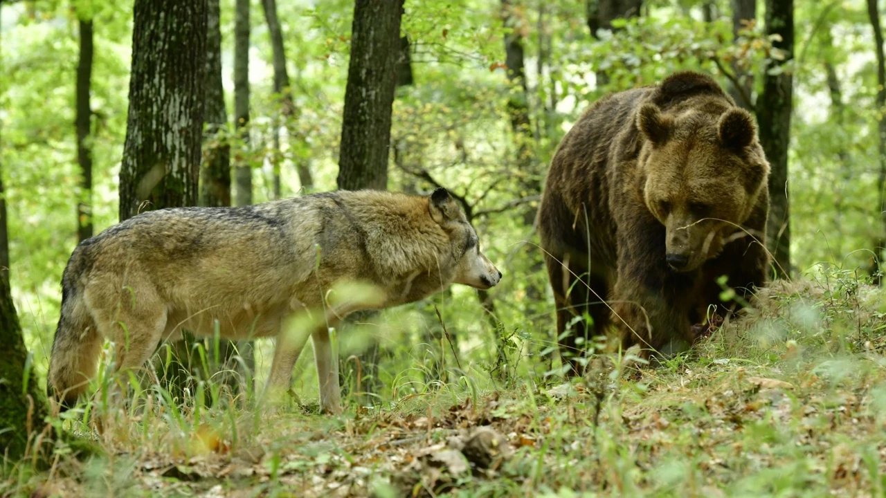 Petak, 15. travnja na Drugom, Foto: Vukova odiseja/dokumentarni film