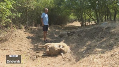 Vrućine ili narav grabežljivca, dovele su do novog pokolja ovaca