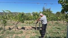 Krave bez nadzora lutaju oko Drniša, poljoprivrednicima uništen urod