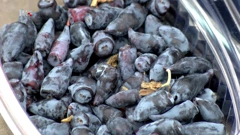 Haskap - bobica života i dobrog vida