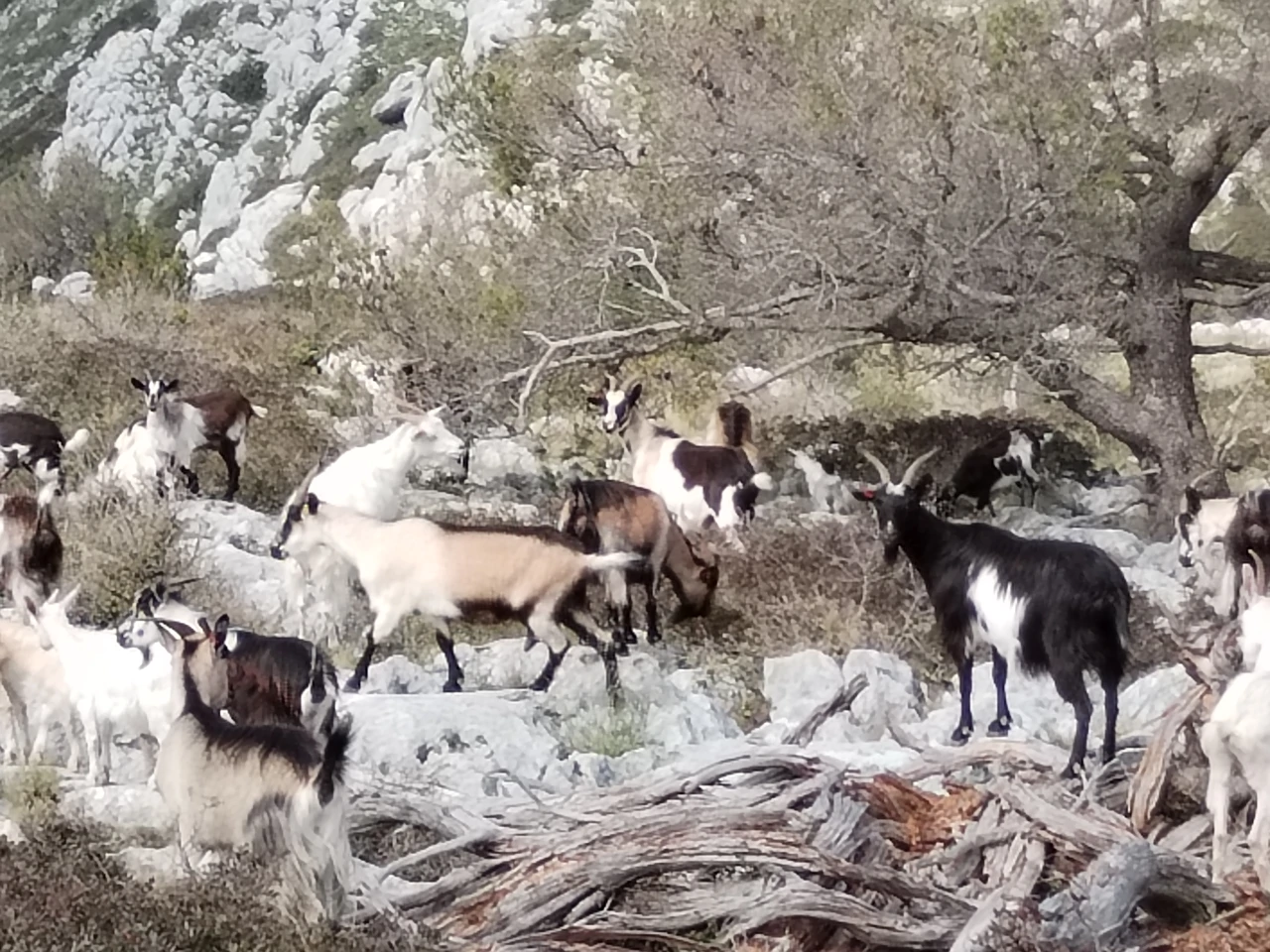 Koze na brdu kod heliodroma, Foto: Vjekoslav Madunić/osobna arhiva