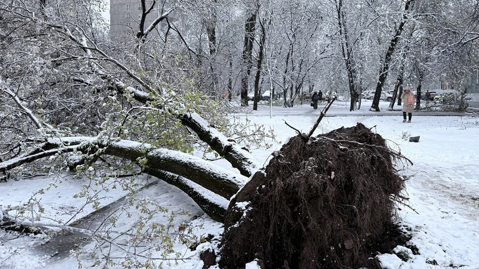 Moskva: Zbog kasne snježne oluje otkazani letovi i iščupana stabla