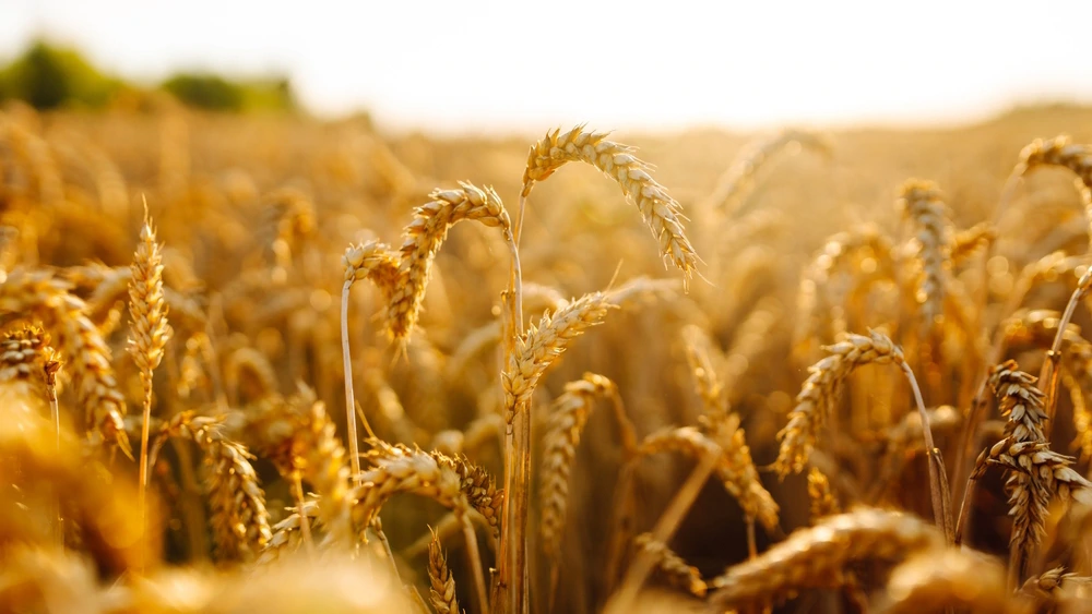 Rusko predsjedateljstvo BRICS-a predlaže osnivanje burze žitarica