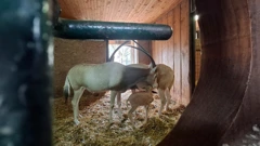 Obitelj sabljorogih oriksa, Foto: ZOO Zagreb/ZOO Zagreb