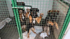 Azil za pse Viškovo