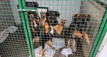 Azil za pse Viškovo