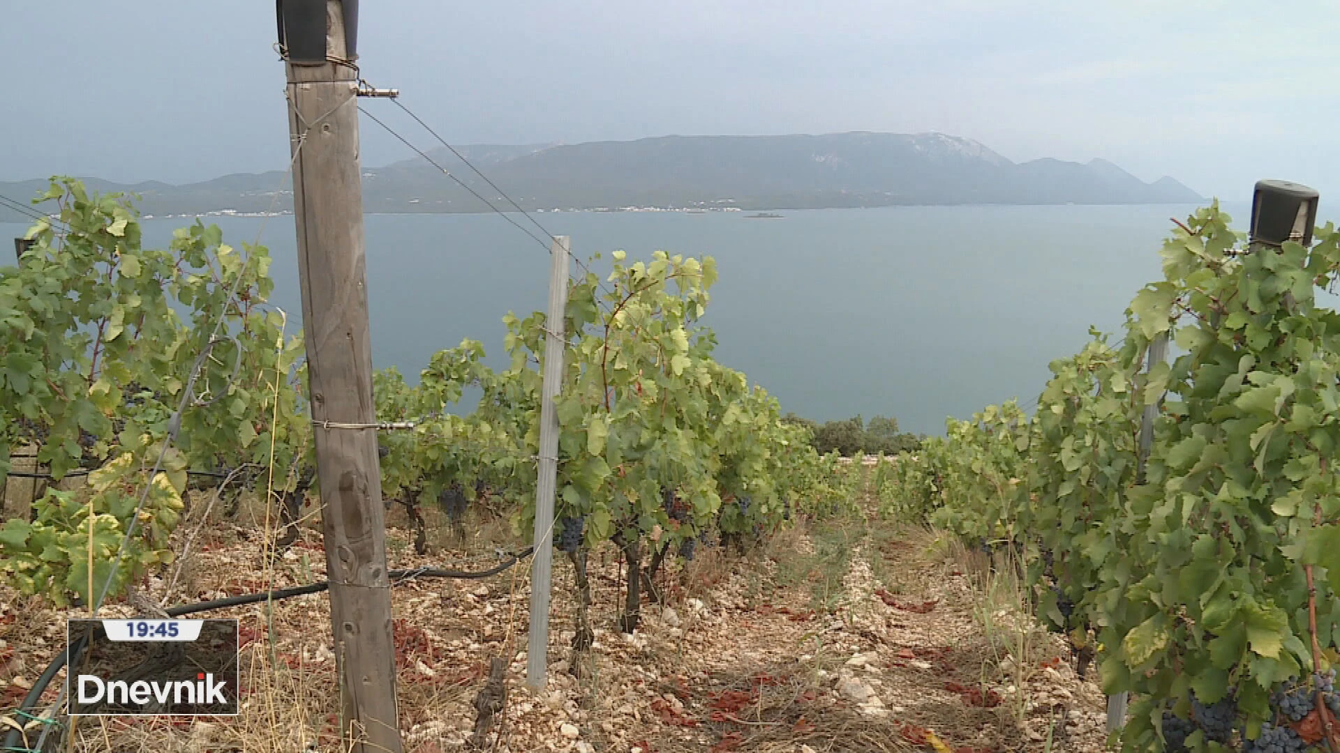 Vinogorje Komarna: Ekološko vinsko carstvo u blizini Pelješkoga mosta