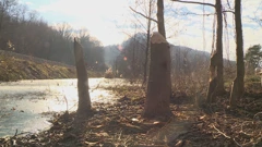 Dabrovi ugrožavaju infrastrukturu