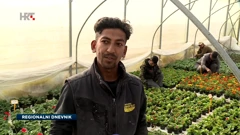 Strani radnici pomažu u proizvodnji cvijeća