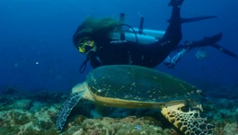 Kristina Ivanuš, ronjenje na Maldivima