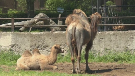 ZOO Osijek