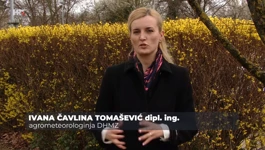 Ivana Čavlina Tomašević