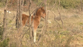 Dalmatinski poni