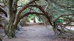 Subota, 4. travnja na Prvom, Foto: Tajni život drveća: Mladost/dokumentarna serija