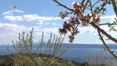 Plodovi zemlje:Prva velika plantaža badema u Hrvatskoj