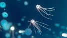 Sa zatopljavanjem oceana pada razina planktona u svijetu