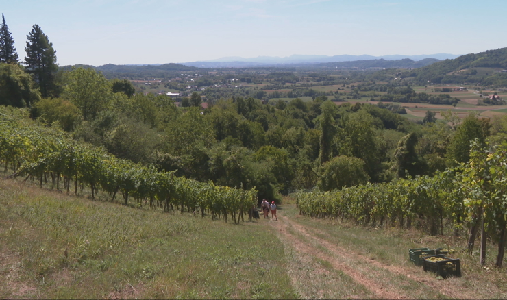 Zlatna žutica pustoši vinograde diljem Hrvatske