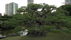 Vrt Hamarikyu , Foto: HTV/HRT