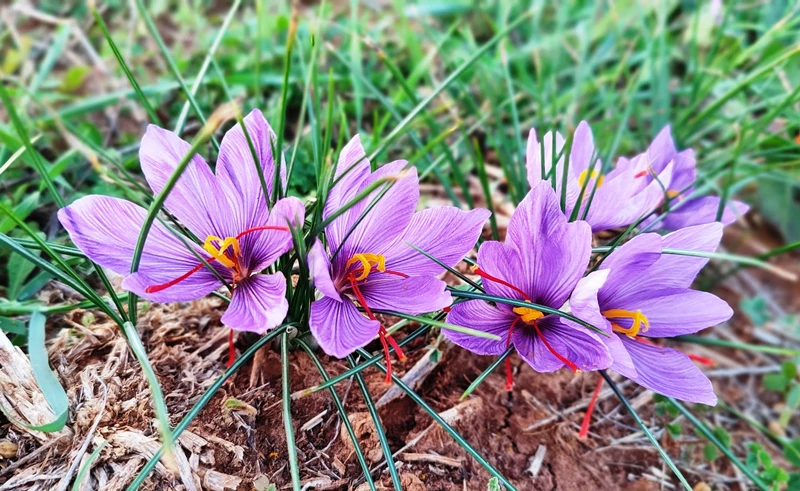 šafran, Foto: ./.
