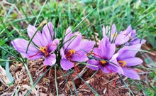 šafran, Foto: ./.