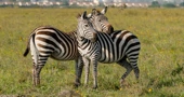 Odbjegle zebre uspješno uhvaćene nakon potjere kroz München