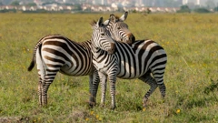 Odbjegle zebre uspješno uhvaćene nakon potjere kroz München