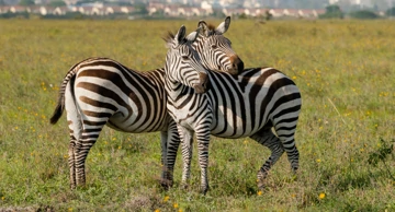 Odbjegle zebre uspješno uhvaćene nakon potjere kroz München