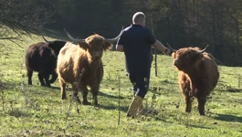 Škotsko visinsko govedo na zagorskim bregima  