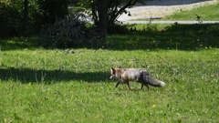 U Čakovcu mali zrakoplovi na tlo izbacili mamce za lisice