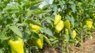 Paprika