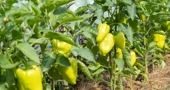 Paprika