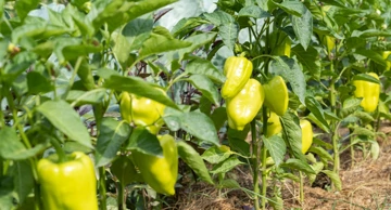 Paprika