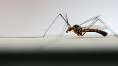 Foto: Igor Šoban / Pixsell