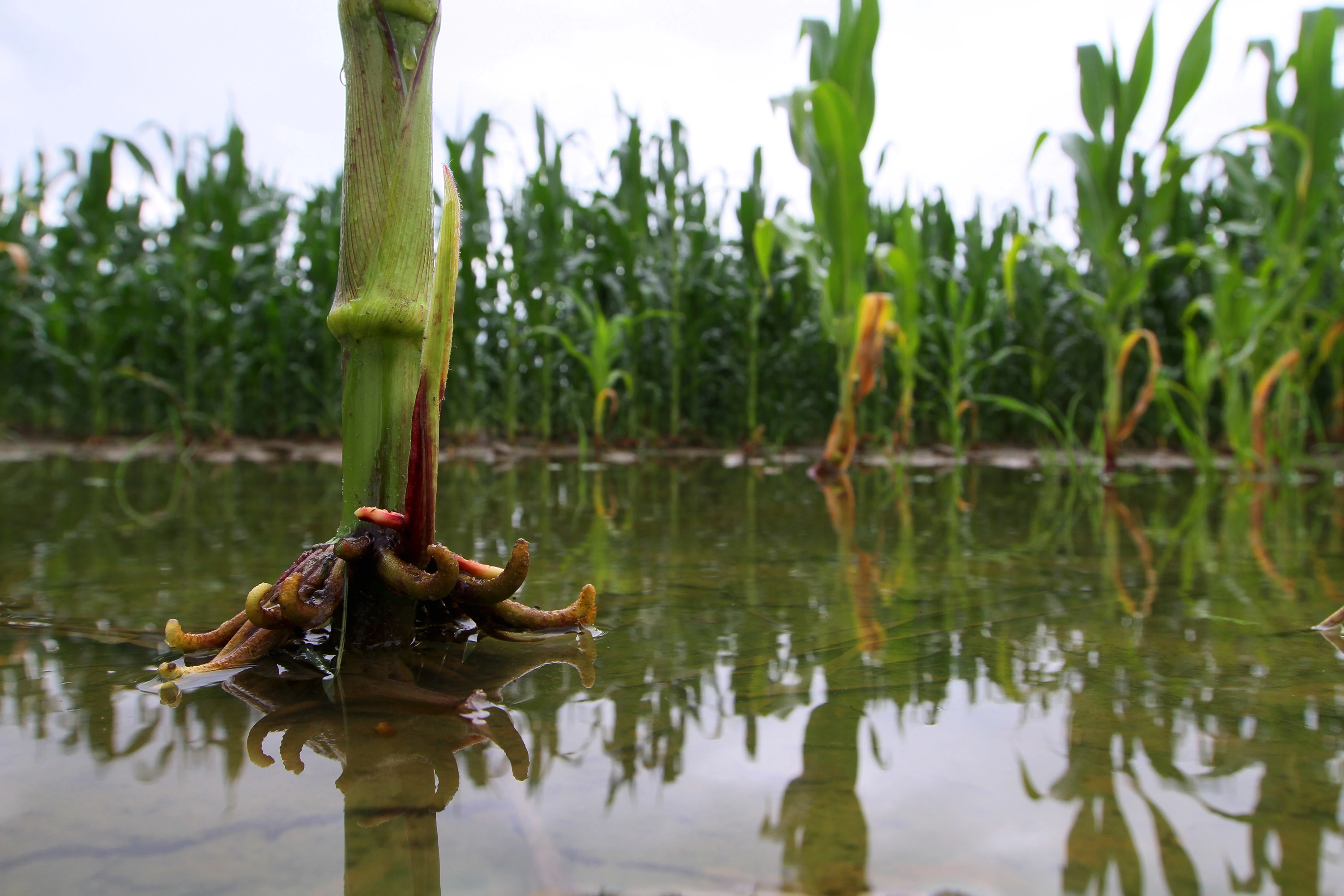 Za poljoprivredne štete zbog prirodnih nepogoda Vlada će odobriti 21 milijun eura potpora