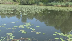 Pomor riba u Šenkovcu