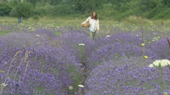 Lička lavanda