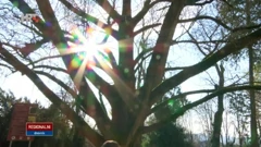 Daruvarski Adam , Foto: -/-