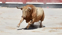 Borbe s bikovima