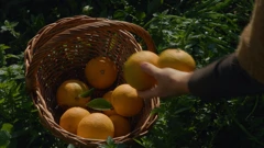 Nedjelja, 3. svibnja na Prvom, Foto: Vrtlarica/7. sezona emisije