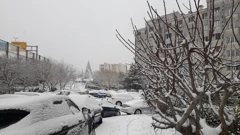 Smokva pod snijegom, Foto: Tatjana Sandalj/Radio Rijeka