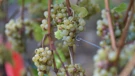 Početak berbe grožđa na Plešivici donosi nadu u izvrsna vina