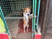 Azil za pse Viškovo, Foto: Vladimir Jurić/Radio Rijeka