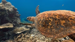 Četvrtak, 11. srpnja na Prvom, Foto:  Planet u preobrazbi/dokumentarna serija