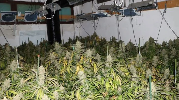 Uzgajao marihuanu u kući 
